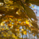 Illustration for article titled Fall photo dump